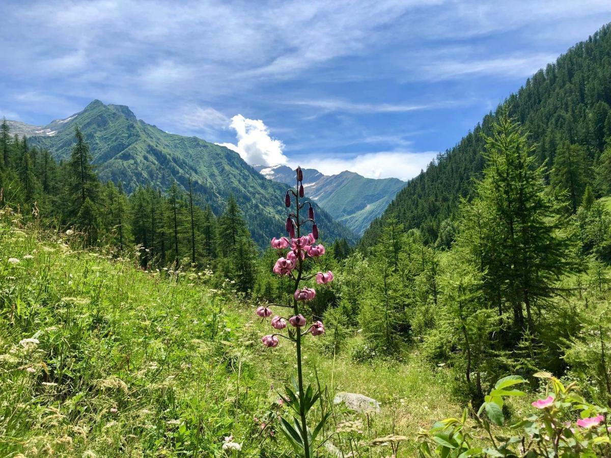 Chalet Rosa Dei Monti Piamprato Exteriör bild